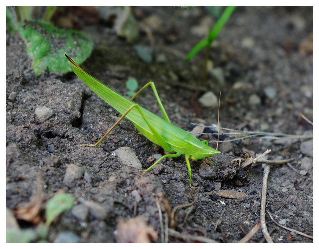Cone-Headed Grasshopper / Conocéphale Gracieux (Ruspolia nitidula)