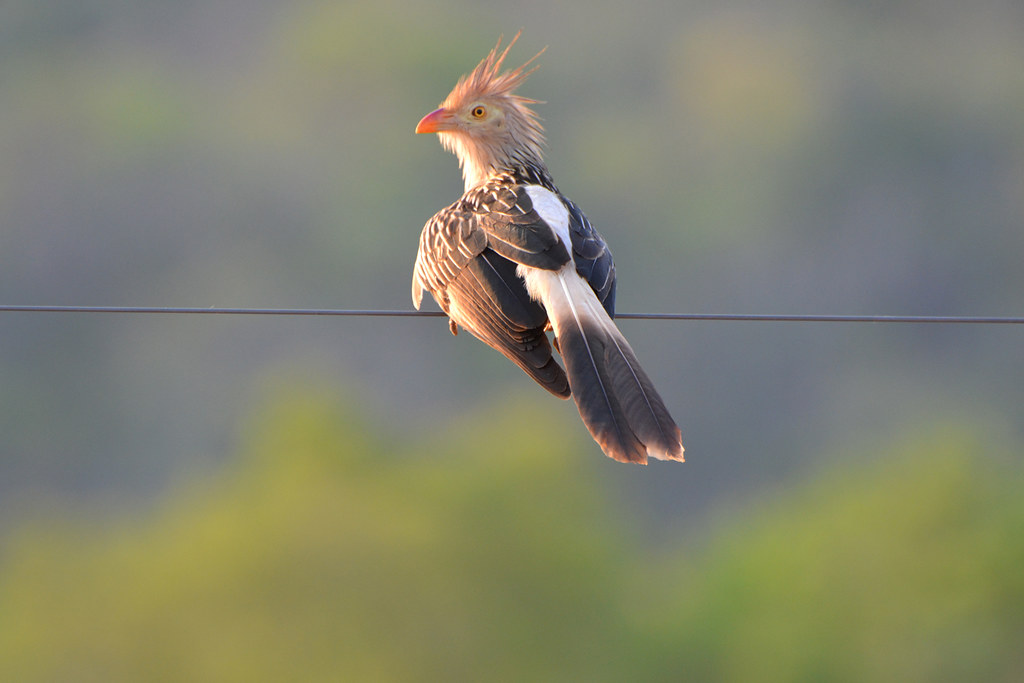 Guira Cuckoo on a Wire