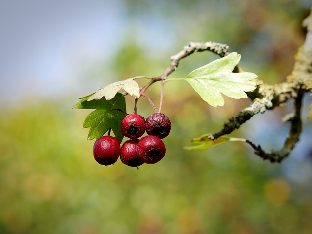 Autumn berries (13)...