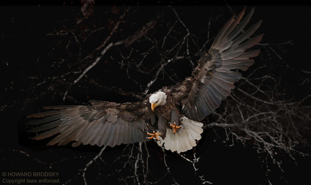 Bald Eagle .....Private shoot I did for myself experimenting with floods at the CRC with Sammy .....Sold image....shot in 2019