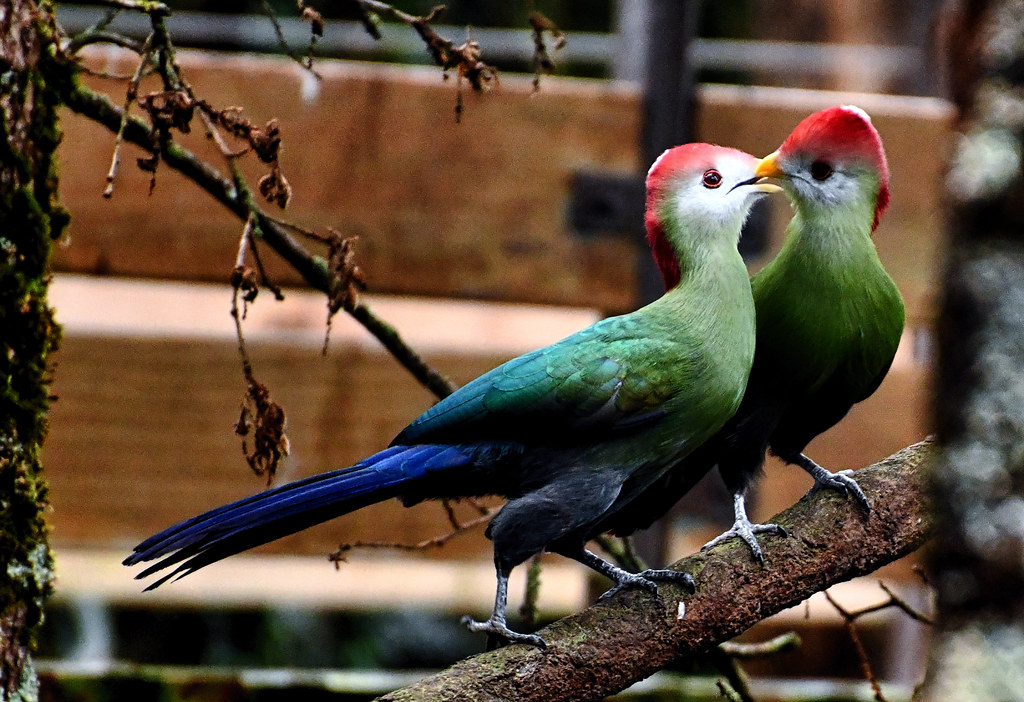 France - Zoo de Beauval - Touraco de Pauline (Angola)