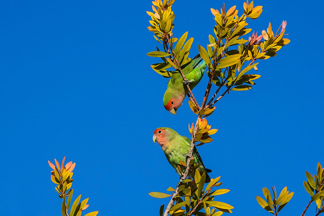 Rosy-faced Lovebirds - Arizona[Explored]