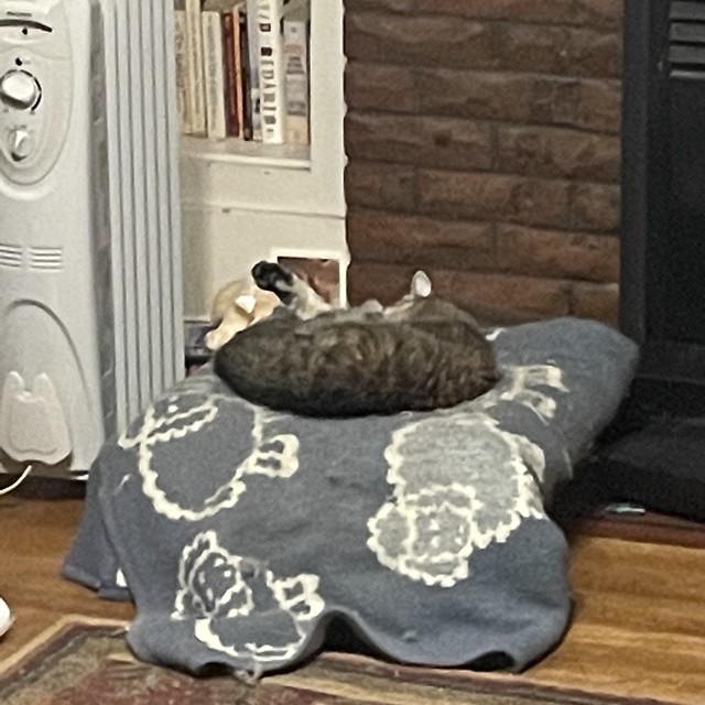 Mavis naps by the space heater