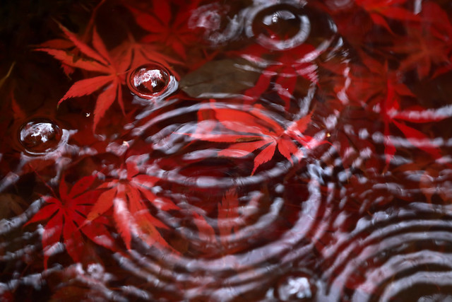 red maple leaves in the water