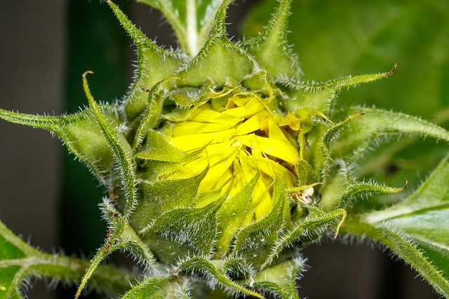 20221126_5157_7D2-100 Developing Sunflower flower