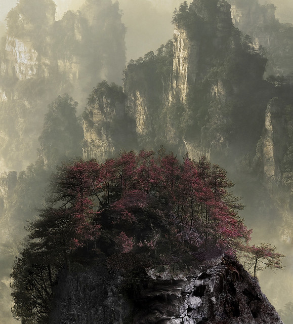 Bonsai mountain, Zhangjiajie Hunan.