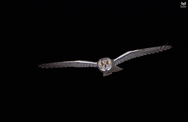 Bufo-pequeno, Long-eared Owl(Asio otus)