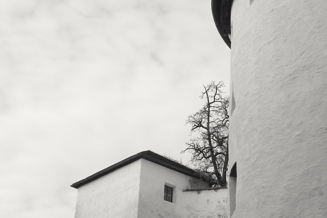 Lone Tree | Salzburg Castle