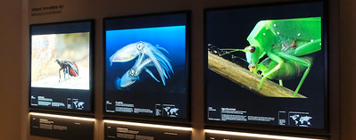 136 Natuurhistorisch museum National Geographic tentoonstelling