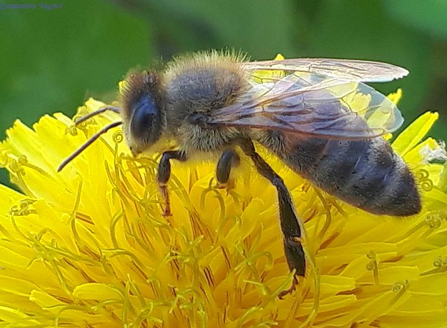 Albina și floarea