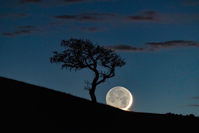 Bonsai Tree Crescent Moonset 🌙