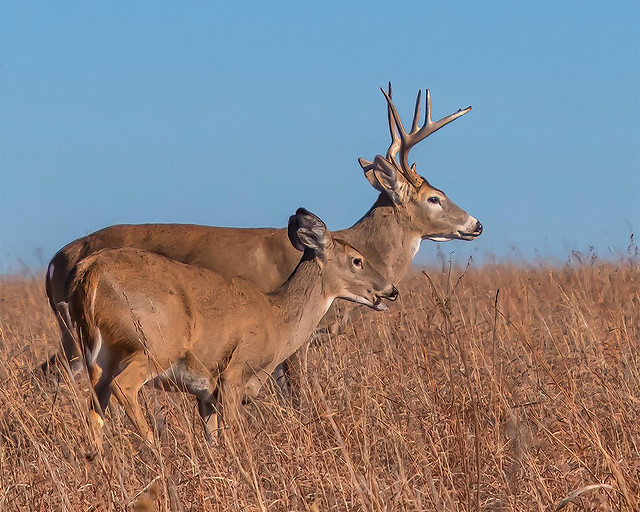Deer, seen at the Tall Grass Prairie Preserve, Oklahoma. Explore