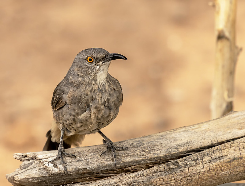 Curve-billed Tharsher 03_R7_ 09-07-22