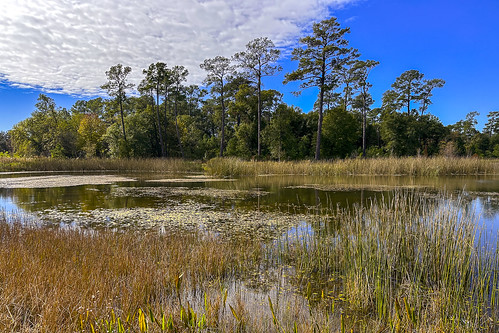 marsh iphone memorial park houston texas lake water grass tree grove sky cloud landscape nature fall reflection