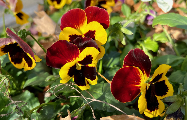 Pansies in the sun