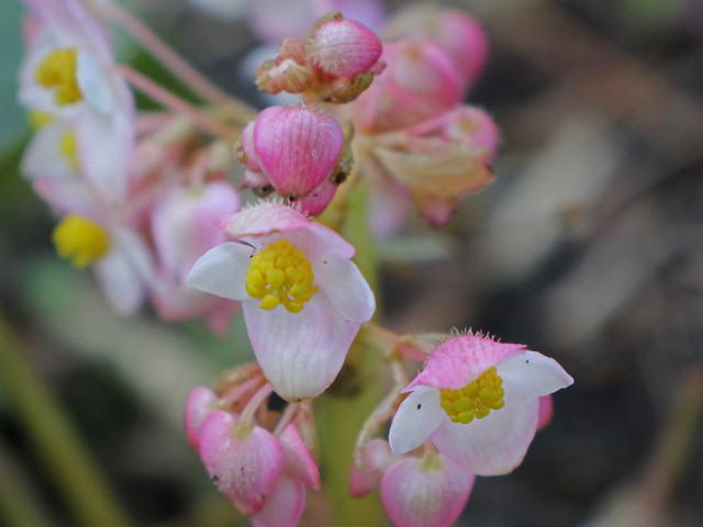 Begonia asperifolia Irmsch. (aff.)