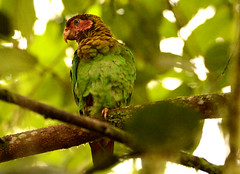 35804_Rose-faced Parrot Pyrilia pulchra