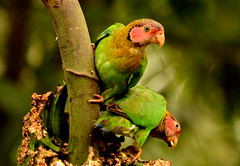 35806_Rose-faced Parrot Pyrilia pulchra