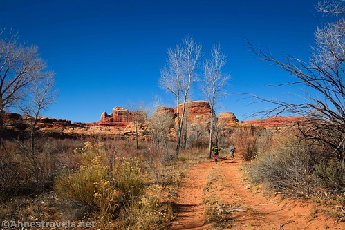 Hiking down the upper part of the Salt Creek Canyon Road... I hear the views are better at the moment since the leaves are off of the trees.  Needles District, Canyonlands National Park, Utah