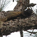 Flickr photo 'Fox Squirrel (Sciurus niger)' by: Mary Keim.