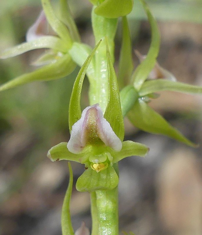 7 - Prasophyllum sp. aff validum 2 - Neil Blair