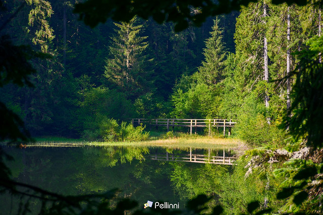 wooden bridge above the pond in forest. calm nature scenery in summer reflecting on the water surface. sunny weather