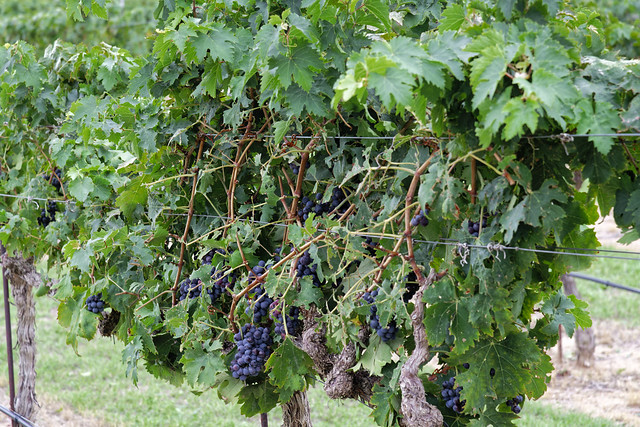 Grapes and Vineyards at Grape Creek Vineyard