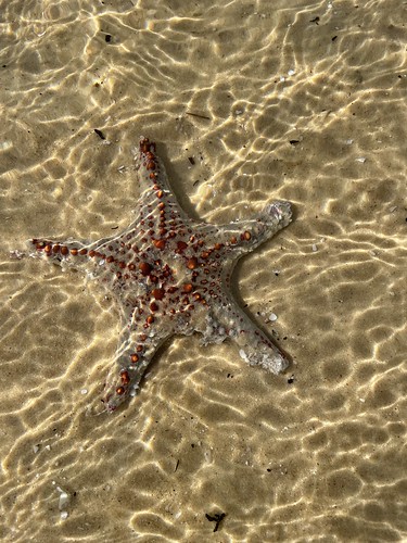 Starfish Seastar