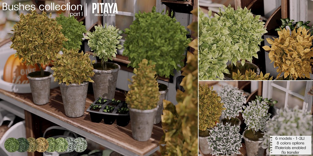 Pitaya – Bushes collection @ The Fifty
