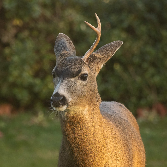 Black-tailed mule deer