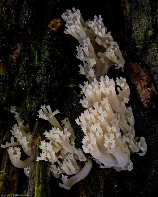 Candelabra Coral fungus (Artomyces pyxidatus)