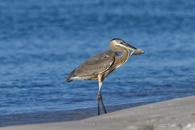 _PDN9180_Great Blue Heron; Navarre Beach, Florida
