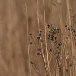 Goldfinch at Hendre Lake, St Mellons