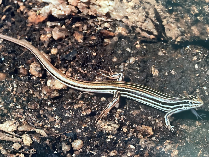 3 - Copper-tailed Skink (0821) (Sally Fegan)