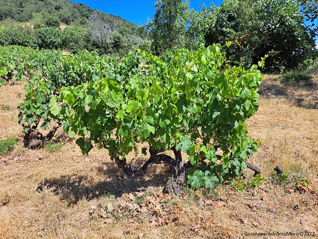 Century old vine