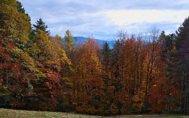 Autumn forest (Frauenholz, Berneck, Switzerland) before   the Bregenzerwald mountains (Vorarlberg, Austria) in the distance