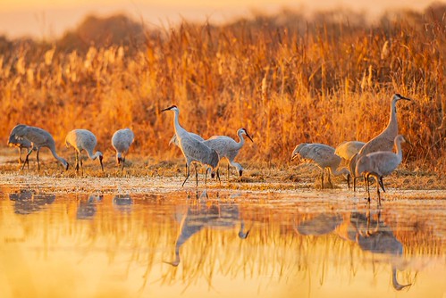 Y02_4321: Sandhill Cranes in sunset by Shawn-Yang, Sandhill Cranes 沙丘鹤
Cosumnes River Preserve, Californiasandhill cranes 沙丘鹤 cosumnes river preserve c