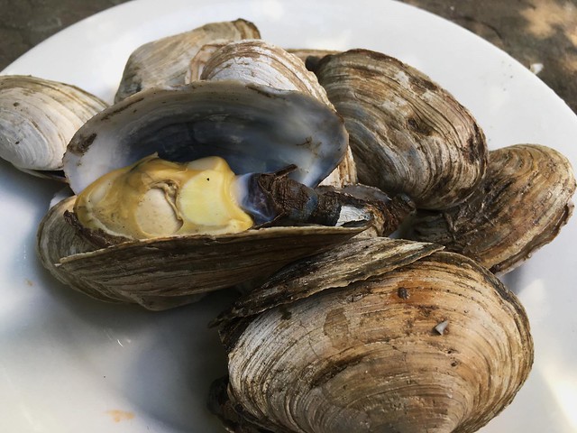 Fourth of July Steamed Clams 2017 Weston MA
