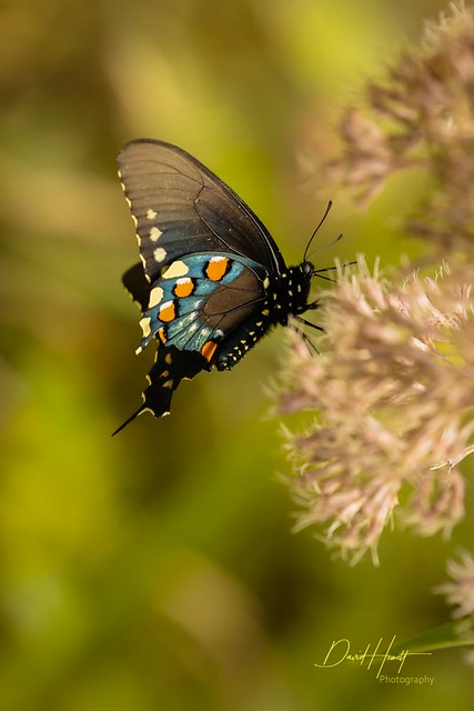 Pipevine Swallowtail-8151