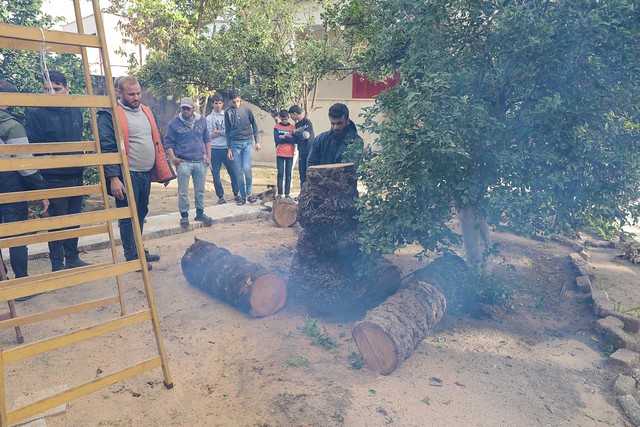 طواقم لجنة الطوارئ في بلدية غزة تعالج ٨ شكاوى تتعلق بسقوط أشجار ونخيل في مختلف مناطق المدينة