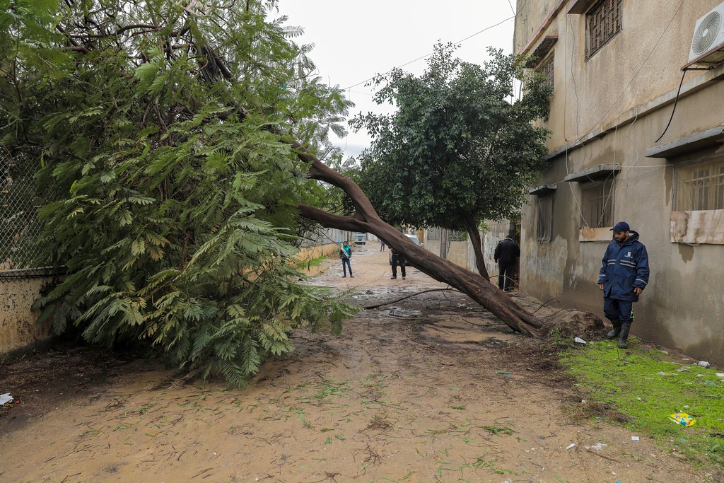 طواقم لجنة الطوارئ في بلدية غزة تعالج ٨ شكاوى تتعلق بسقوط أشجار ونخيل في مختلف مناطق المدينة