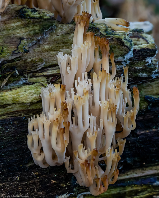 Candelabra Coral fungus (Artomyces pyxidatus)
