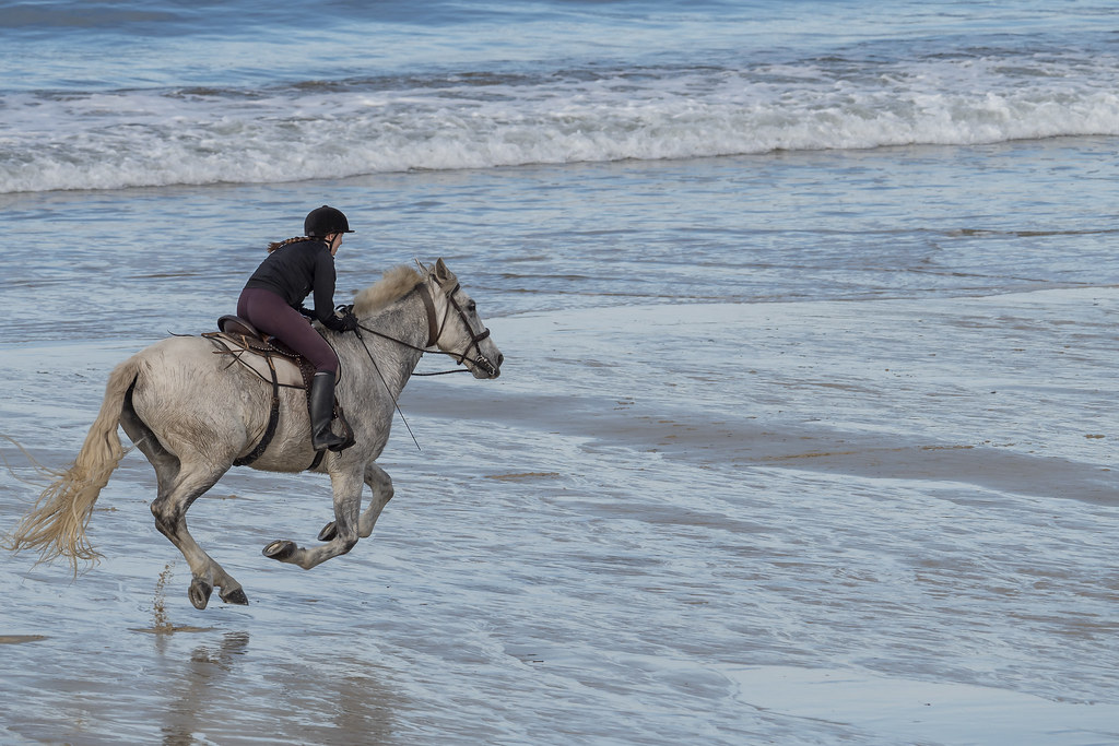 _1098968-1 VELOZ (Caballo en la playa- the horse on the beach)
