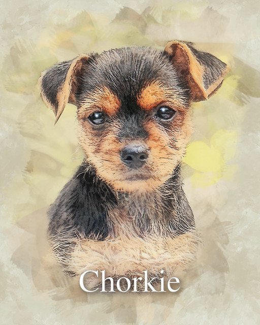 Chorkie - Designer Dog