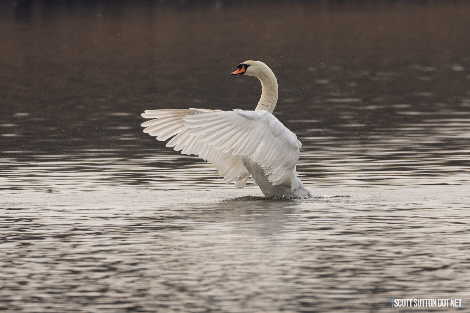 Swan at Hendre Lake, St Mellons