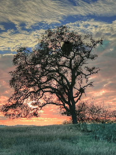 nature sunset tree silhouette stanforddish photomatix pse