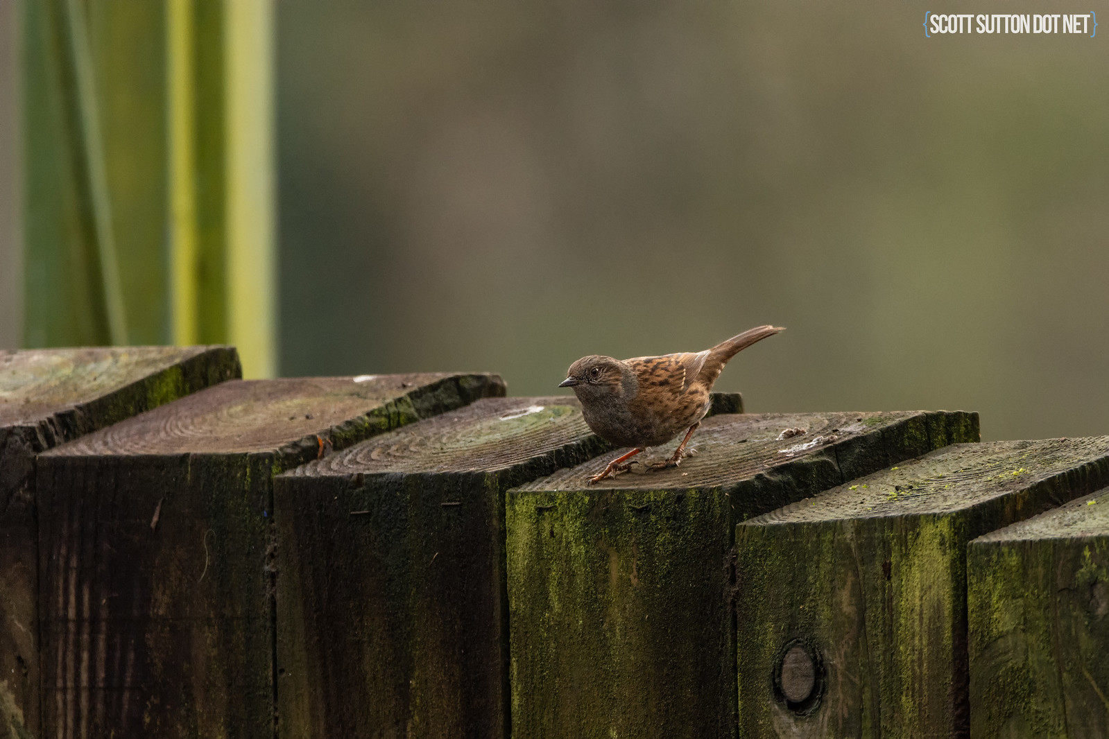 Dunnock in the car park at Hendre Lake, St Mellons