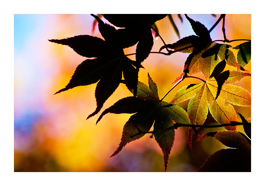 couleurs d'automne (3)