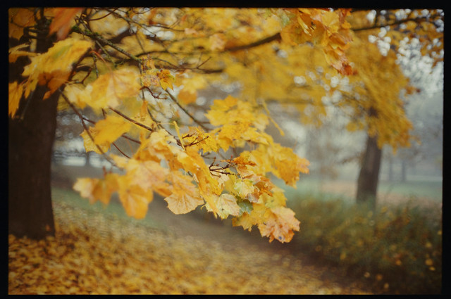 Herbst im Waldfriedhof