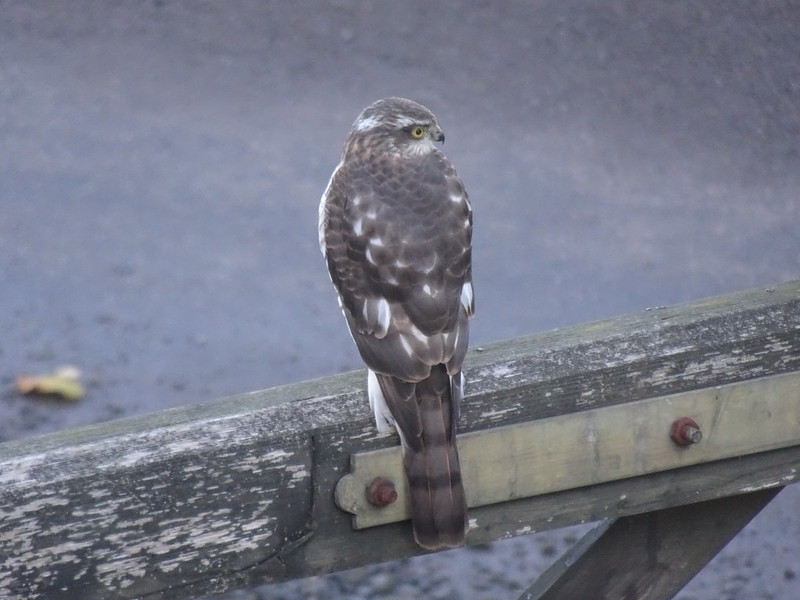 Sparrowhawk on the gate